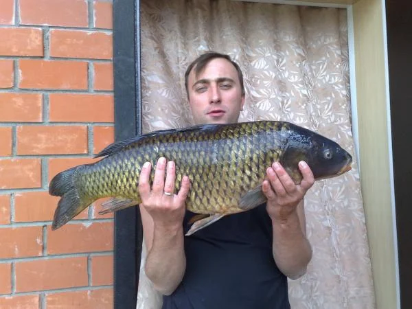 Сазан 5 кг