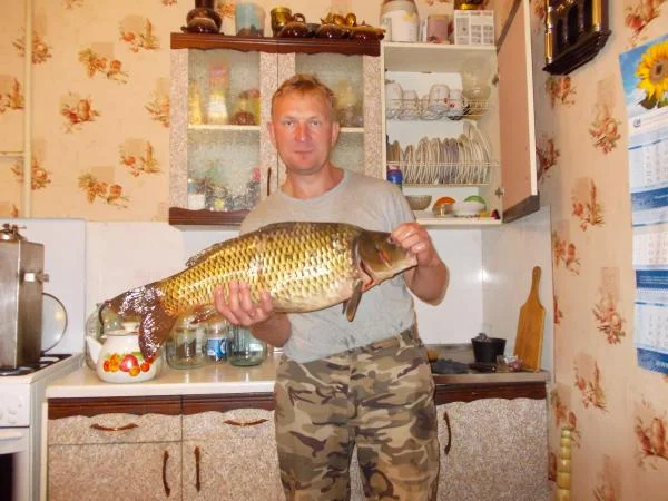 сазан 6900
