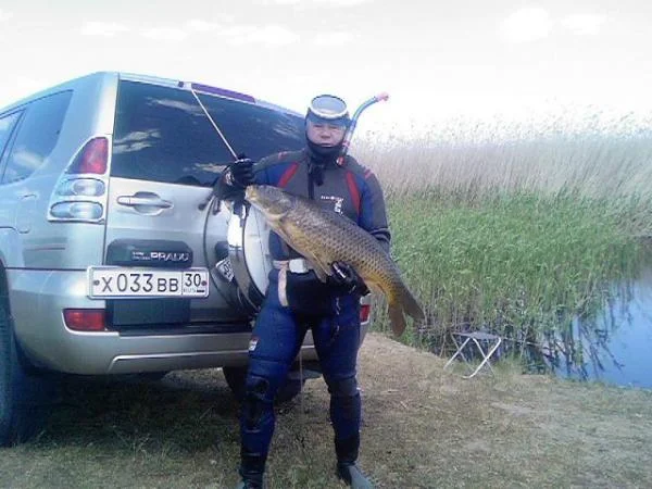 Сазан