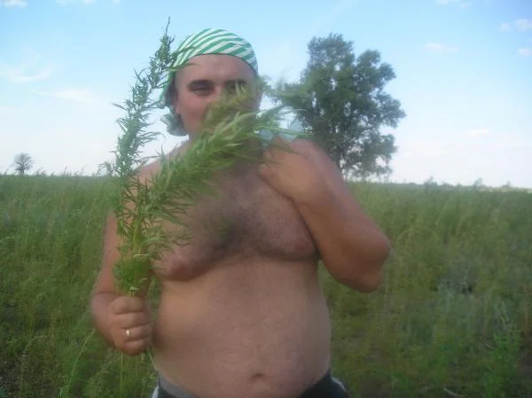 сбор трав