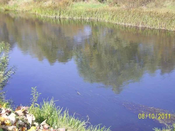 село Кривец