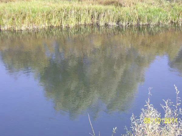 село Кривец