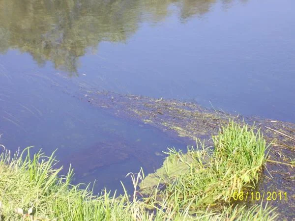 село Кривец