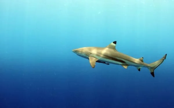 shark pacificklaus nc