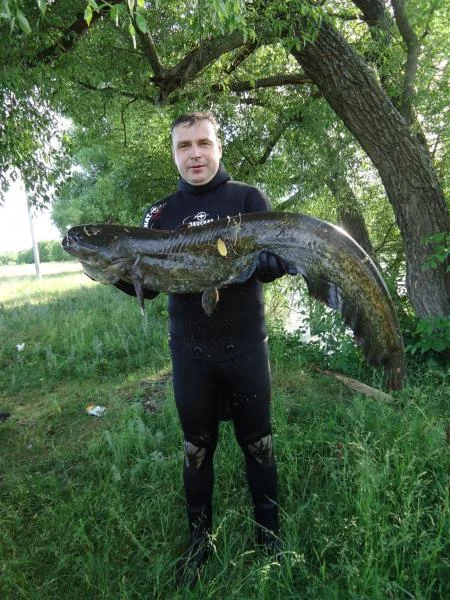 Сом 12кг.