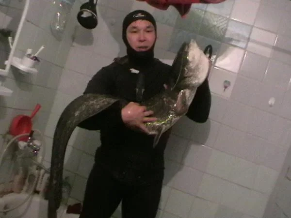 сом 16кг 1м40см. поймал вечером 29 июля 2012г., на глубине 1м50см., примерно.