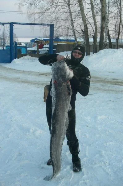 сомик 27кг, 170см.