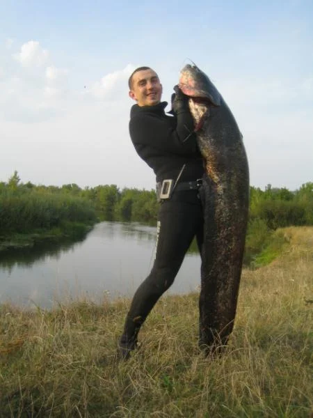 сомик