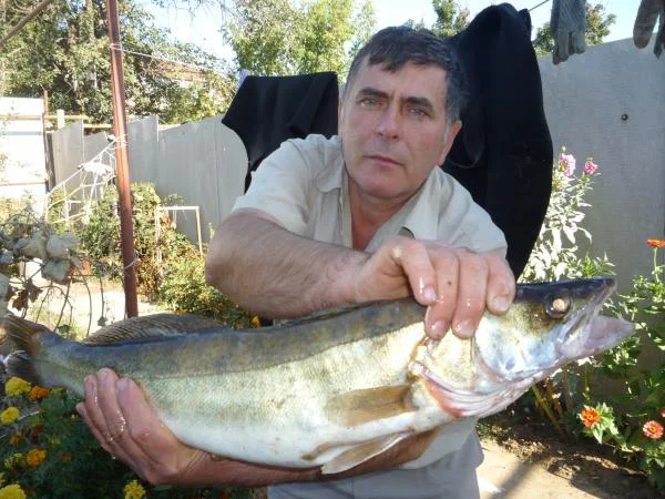 Судаки еще встречаются!08.09.
