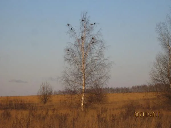 Тетерева.