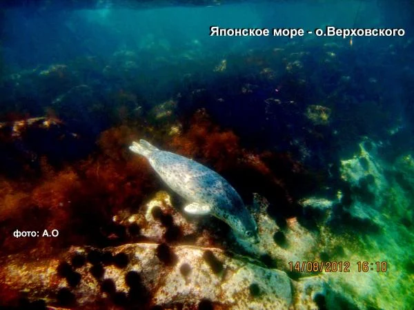 тюлень Ларго