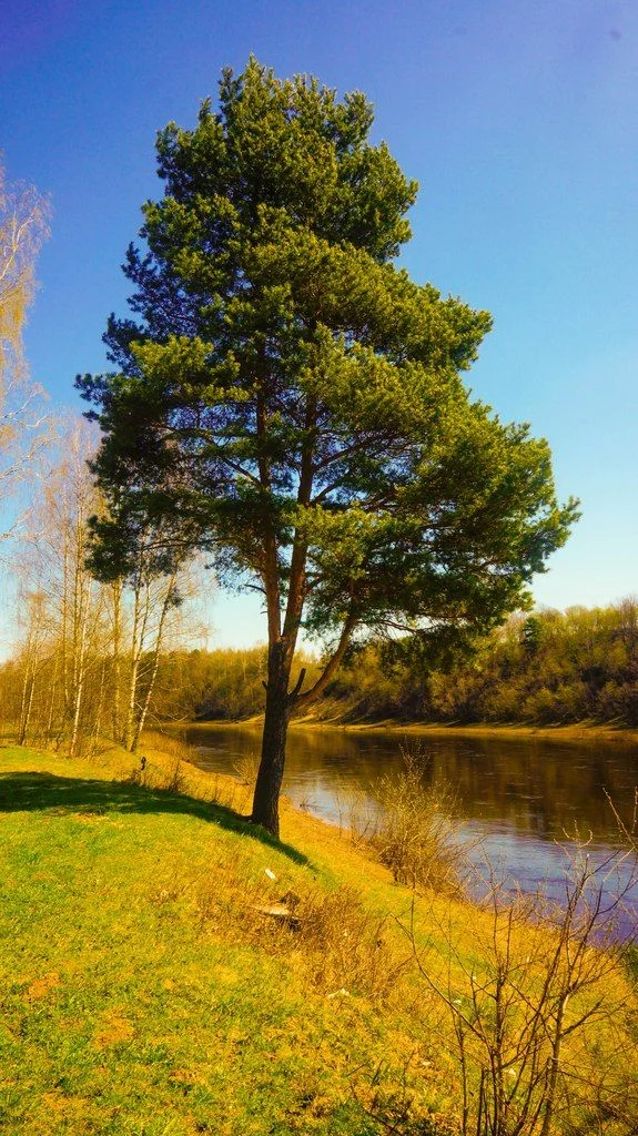 Волга во Ржеве