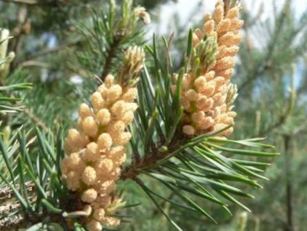 ель
