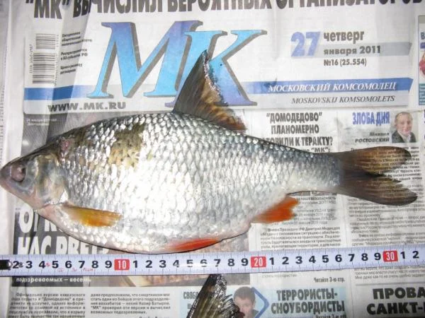 за мегаплотвой