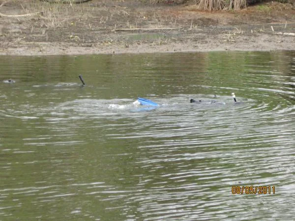 заплыв