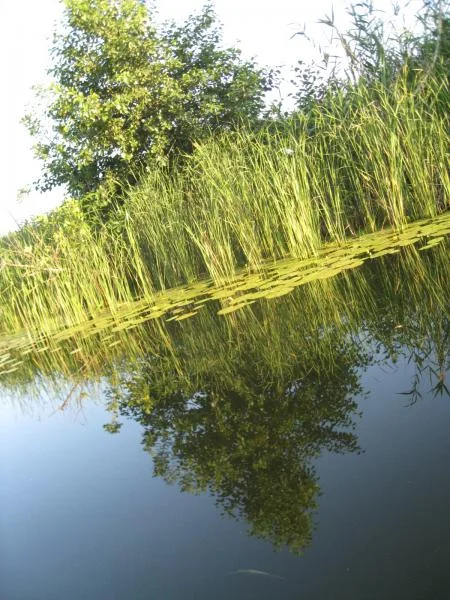 зеркало