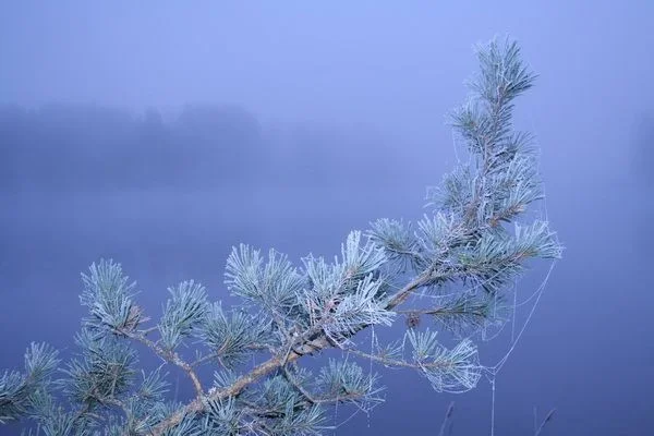 ЗИМА