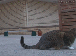Cat+Trick.gif