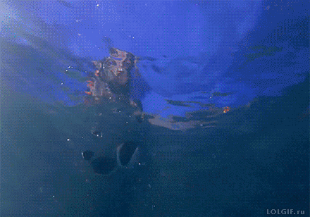 tumblr_niiov5quN11u2jwbho1_500.gif