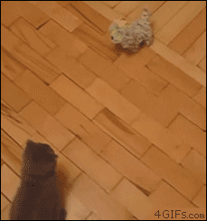 tumblr_m67jmv8geO1qdlh1io1_250.gif