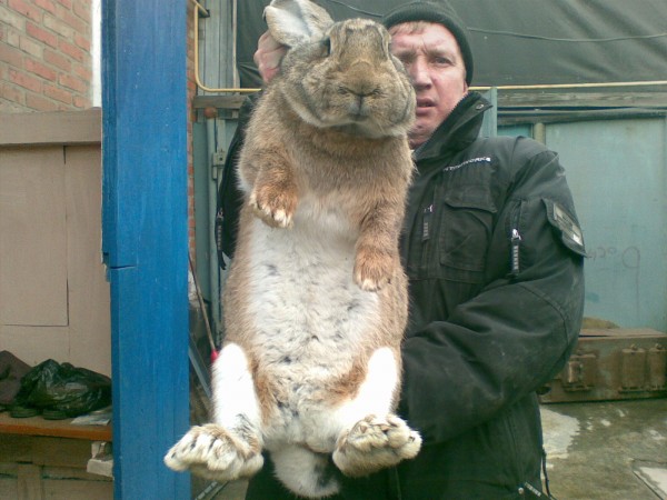 72679438_krolik3.jpg