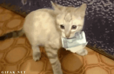 13.gif