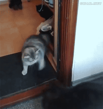 tumblr_n6kn63eg9p1s2yegdo1_400.gif