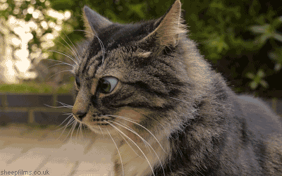 kot.gif