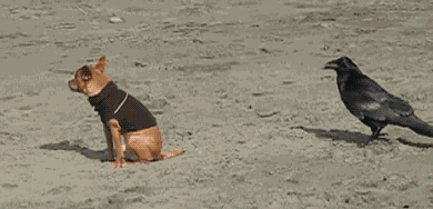gifs_240.gif