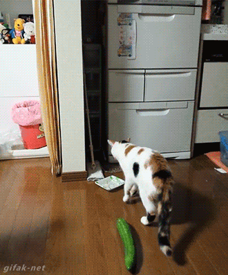 tumblr_nudf0o4i9k1sqx8y7o1_400.gif