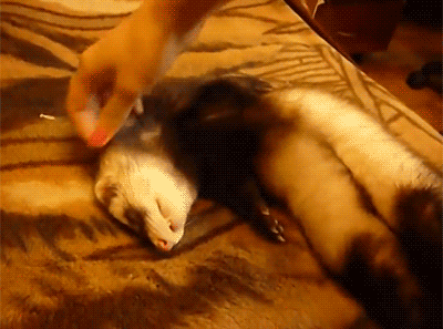 tumblr_neyx5udzfg1s2yegdo2_400.gif