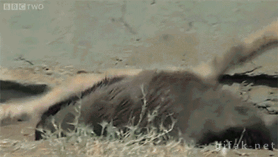 tumblr_n4bd5abtcO1s2yegdo1_400.gif