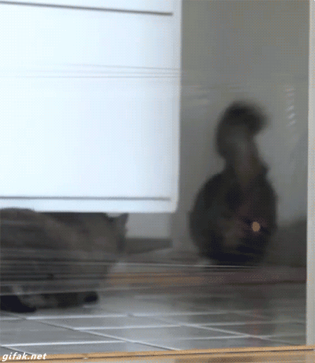 tumblr_nf8rcekVBE1s2yegdo1_500.gif