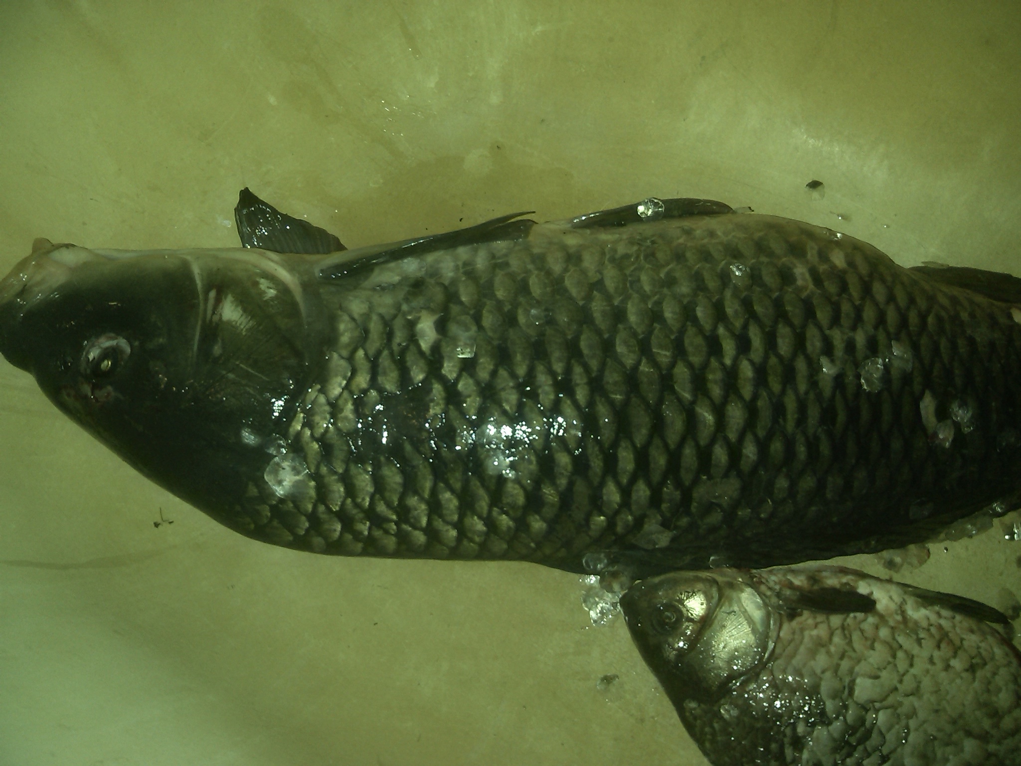 0_52f463_d7489751_orig