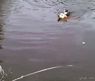 tumblr_nwh1bnQsIH1s2yegdo1_400.gif