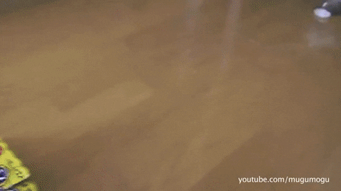 giphy.gif