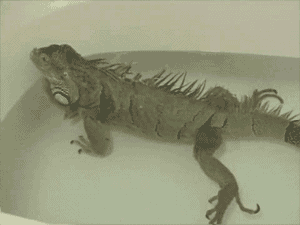 gifs_18.gif