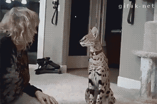 tumblr_n4owwynNYb1s2yegdo1_400.gif