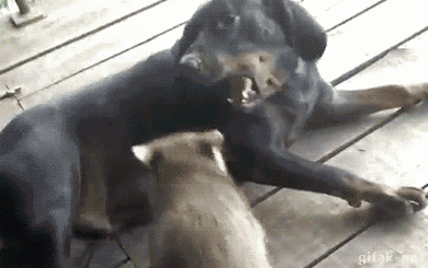 tumblr_ncpjzdHDYi1s2yegdo1_400.gif