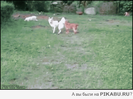 f6f37f.gif