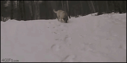 lL6jm.gif