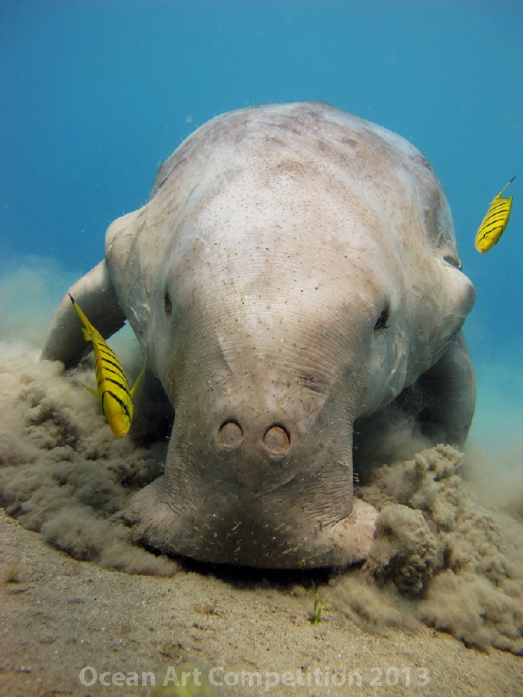 compactmarinebehavior_lauradinraths_img_5024.jpg