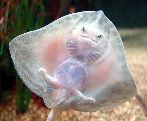 vobla_fish.jpg