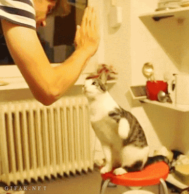 2.gif