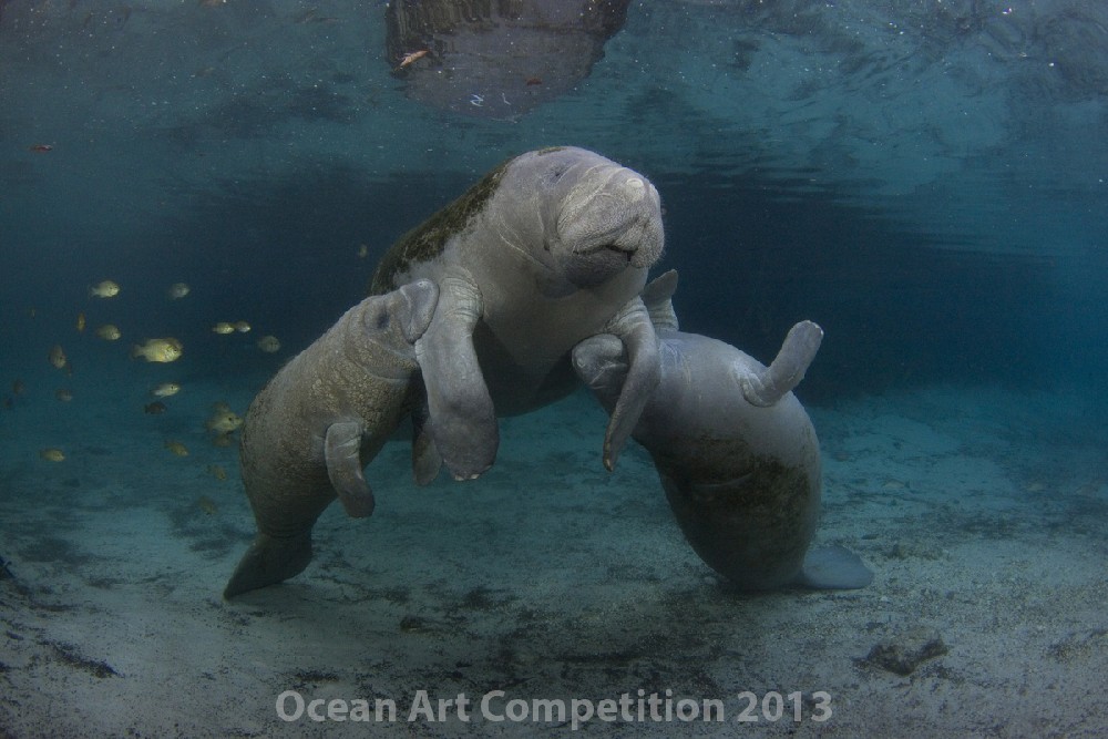 marinelifebehavior_davidschrichte_mp-1659.jpg