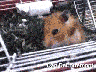 gifs_09.gif