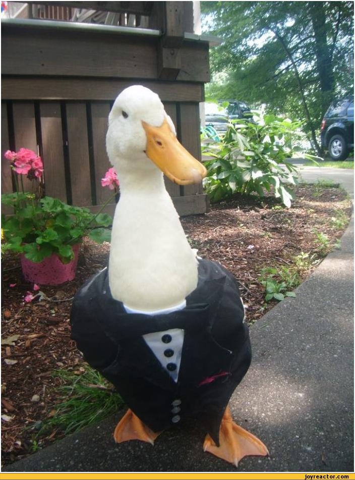 auto-birds-goose-tuxedo-307684.jpeg