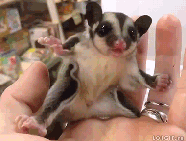 tumblr_nj3hmm67i91u2jwbho1_400.gif