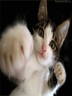 092.gif