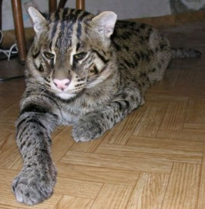 cat3-294x300.png